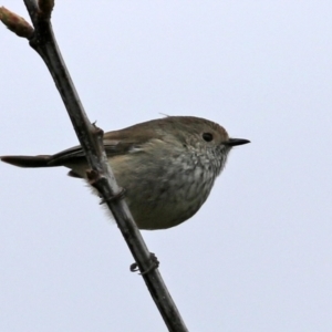 Acanthiza pusilla at Paddys River, ACT - 13 Oct 2021