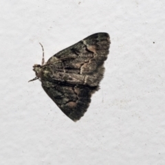 Aeolochroma metarhodata (Tea-tree Emerald (Geometrinae)) at Higgins, ACT - 9 Oct 2021 by AlisonMilton