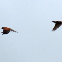 Falco cenchroides (Nankeen Kestrel) at Point Hut to Tharwa - 13 Oct 2021 by RodDeb