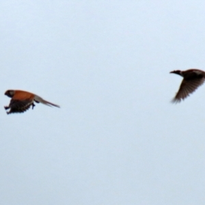 Falco cenchroides at Gordon, ACT - 13 Oct 2021