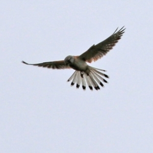 Falco cenchroides at Gordon, ACT - 13 Oct 2021 12:51 PM