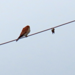 Falco cenchroides at Gordon, ACT - 13 Oct 2021 12:51 PM