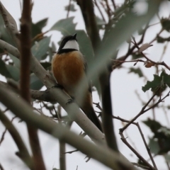 Pachycephala rufiventris (Rufous Whistler) at Paddys River, ACT - 13 Oct 2021 by RodDeb