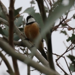 Pachycephala rufiventris at Paddys River, ACT - 13 Oct 2021