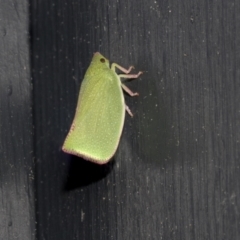 Siphanta sp. (genus) (Green planthopper, Torpedo bug) at Higgins, ACT - 9 Oct 2021 by AlisonMilton