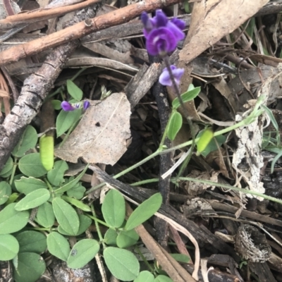 Glycine tabacina (Variable Glycine) at Flea Bog Flat to Emu Creek Corridor - 13 Oct 2021 by Dora