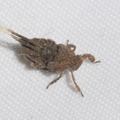 Fulgoroidea (superfamily) at Higgins, ACT - 9 Oct 2021 02:21 PM