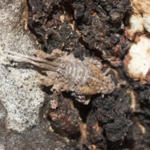 Fulgoroidea sp. (superfamily) at Higgins, ACT - 9 Oct 2021