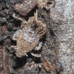 Fulgoroidea sp. (superfamily) at Higgins, ACT - 9 Oct 2021