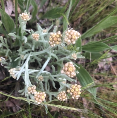 Pseudognaphalium luteoalbum (Jersey Cudweed) at Flea Bog Flat to Emu Creek Corridor - 13 Oct 2021 by Dora