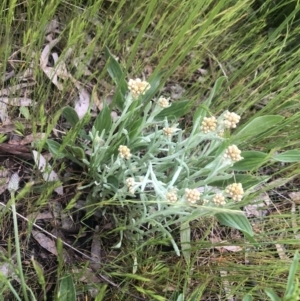 Pseudognaphalium luteoalbum at Belconnen, ACT - 13 Oct 2021