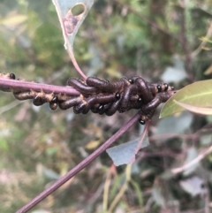 Pergidae sp. (family) (Unidentified Sawfly) at Belconnen, ACT - 13 Oct 2021 by Dora