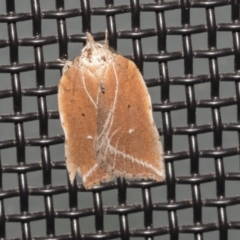 Arachnographa micrastrella (A concealer moth) at Higgins, ACT - 9 Oct 2021 by AlisonMilton