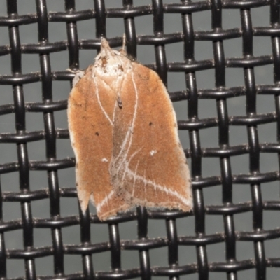 Arachnographa micrastrella (A Concealer moth (Wingia group)) at Higgins, ACT - 9 Oct 2021 by AlisonMilton