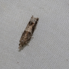 Crocidosema plebejana (Cotton Tipworm Moth) at Higgins, ACT - 11 Oct 2021 by AlisonMilton