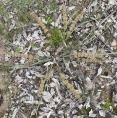 Lomandra multiflora (Many-flowered Matrush) at Binalong, NSW - 13 Oct 2021 by Steve_Bok