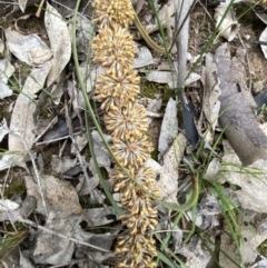 Lomandra multiflora at Binalong, NSW - 13 Oct 2021