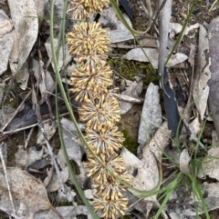 Lomandra multiflora at Binalong, NSW - 13 Oct 2021
