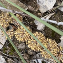 Lomandra multiflora at Binalong, NSW - 13 Oct 2021