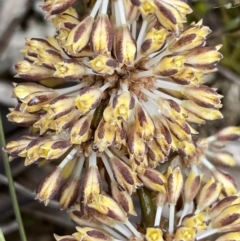 Lomandra multiflora at Binalong, NSW - 13 Oct 2021