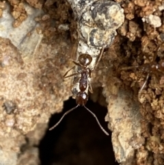 Aphaenogaster longiceps (Funnel ant) at Binalong, NSW - 13 Oct 2021 by Steve_Bok
