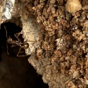 Aphaenogaster longiceps at Binalong, NSW - 13 Oct 2021 05:54 PM