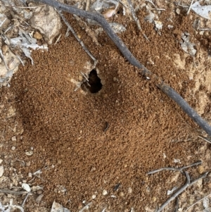 Aphaenogaster longiceps at Binalong, NSW - 13 Oct 2021