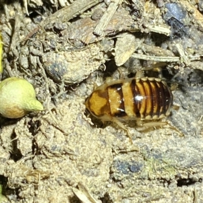 Robshelfordia simplex (Shelford's Western Cockroach) at QPRC LGA - 12 Oct 2021 by Steve_Bok