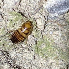 Robshelfordia simplex at Jerrabomberra, NSW - suppressed