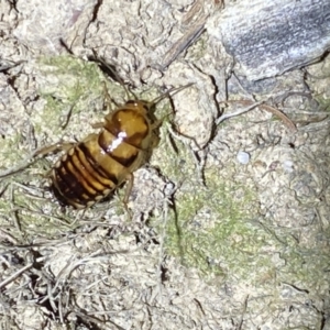 Robshelfordia simplex at Jerrabomberra, NSW - suppressed