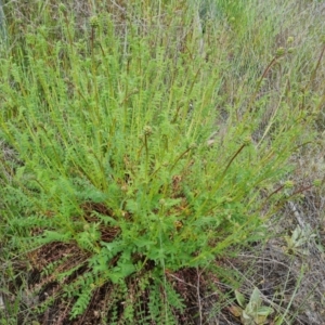 Sanguisorba minor at Jerrabomberra, ACT - 13 Oct 2021