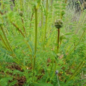 Sanguisorba minor at Jerrabomberra, ACT - 13 Oct 2021 03:11 PM