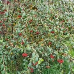 Cotoneaster glaucophyllus (Cotoneaster) at Isaacs Ridge - 13 Oct 2021 by Mike