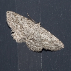 Psilosticha absorpta (Fine-waved Bark Moth) at Higgins, ACT - 9 Oct 2021 by AlisonMilton