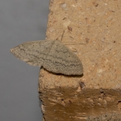 Scopula rubraria (Reddish Wave, Plantain Moth) at Higgins, ACT - 9 Oct 2021 by AlisonMilton