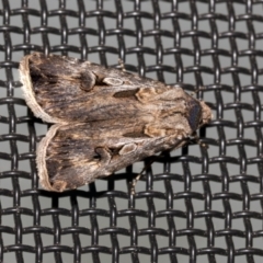 Agrotis munda (Brown Cutworm) at Higgins, ACT - 10 Oct 2021 by AlisonMilton