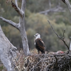 Aquila audax (Wedge-tailed Eagle) at Ainslie, ACT - 12 Oct 2021 by jbromilow50