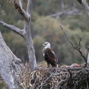 Aquila audax at Ainslie, ACT - 12 Oct 2021