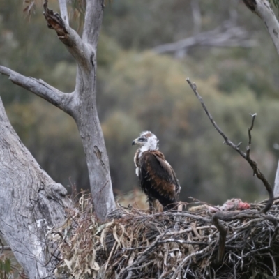 Aquila audax (Wedge-tailed Eagle) at Mount Ainslie - 11 Oct 2021 by jb2602