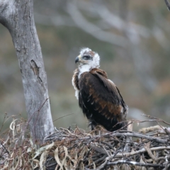 Aquila audax at Ainslie, ACT - 12 Oct 2021