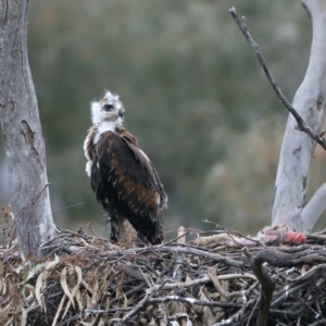 Aquila audax at Ainslie, ACT - suppressed