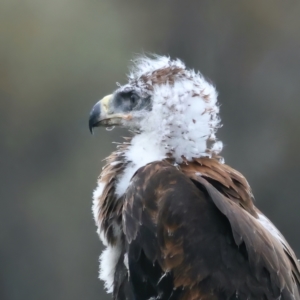 Aquila audax at Ainslie, ACT - 12 Oct 2021