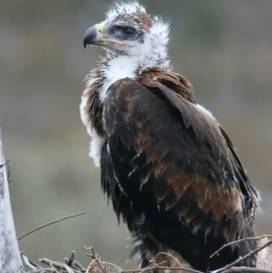 Aquila audax at Ainslie, ACT - suppressed