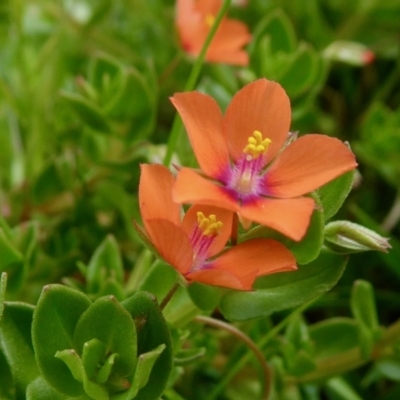 Lysimachia arvensis (Scarlet Pimpernel) at Rugosa - 10 Oct 2021 by SenexRugosus