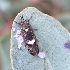 Leistomorpha brontoscopa (A concealer moth) at Binalong, NSW - 13 Oct 2021 by Steve_Bok