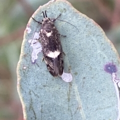 Leistomorpha brontoscopa at Binalong, NSW - 13 Oct 2021