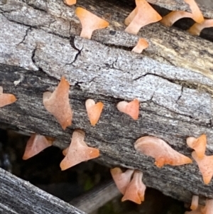 zz jelly-like puzzles at Binalong, NSW - 13 Oct 2021