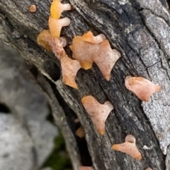 zz jelly-like puzzles at Binalong, NSW - 13 Oct 2021 05:48 PM