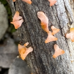 zz jelly-like puzzles at Binalong, NSW - 13 Oct 2021