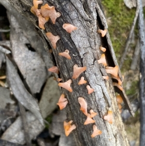 zz jelly-like puzzles at Binalong, NSW - 13 Oct 2021 05:48 PM